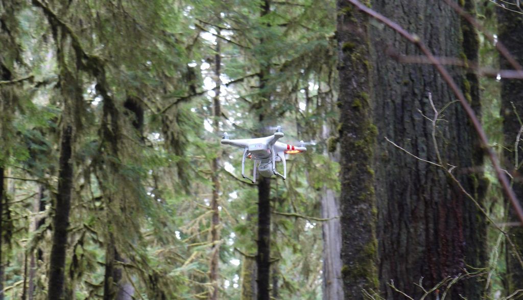 Drone in forest