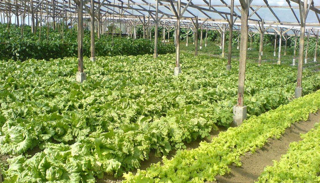 Lettuce farm