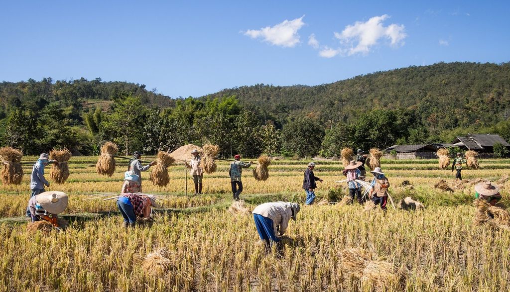 Rice farmers in Thailand