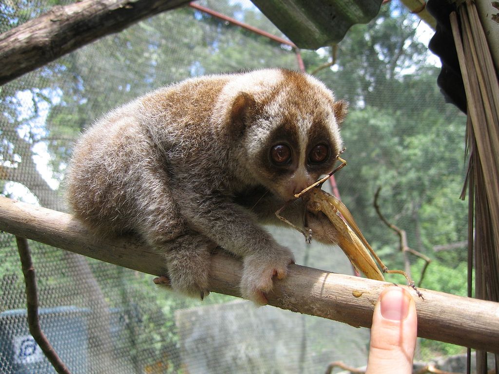 Slow_Loris