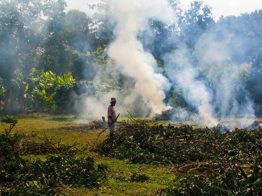 Farmer burning leaves