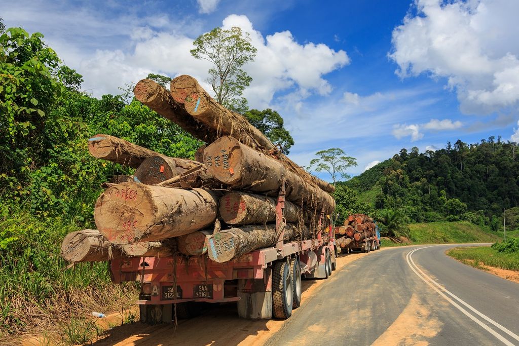 Logging in Malaysia