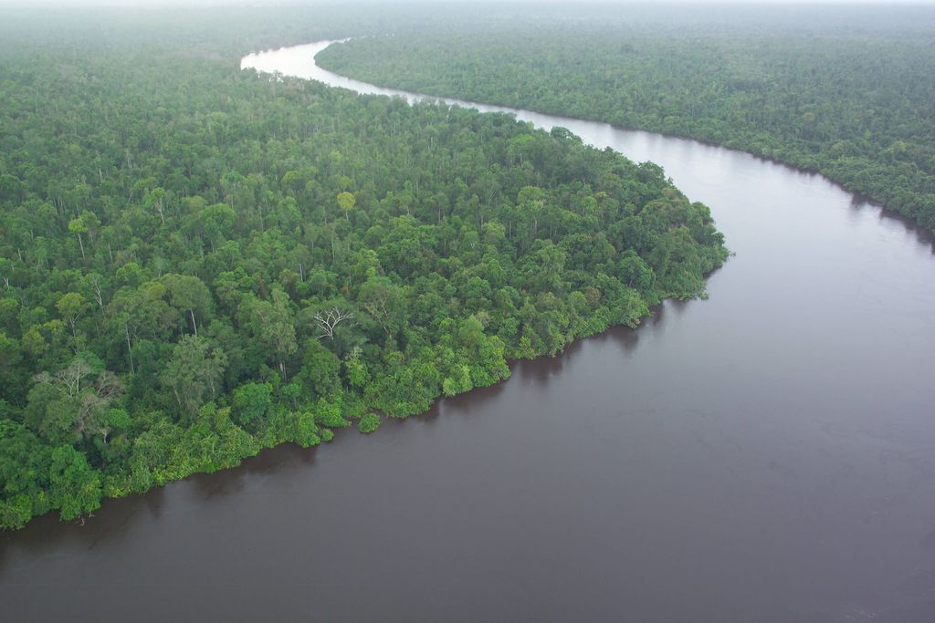 Peat forests in Indonesia