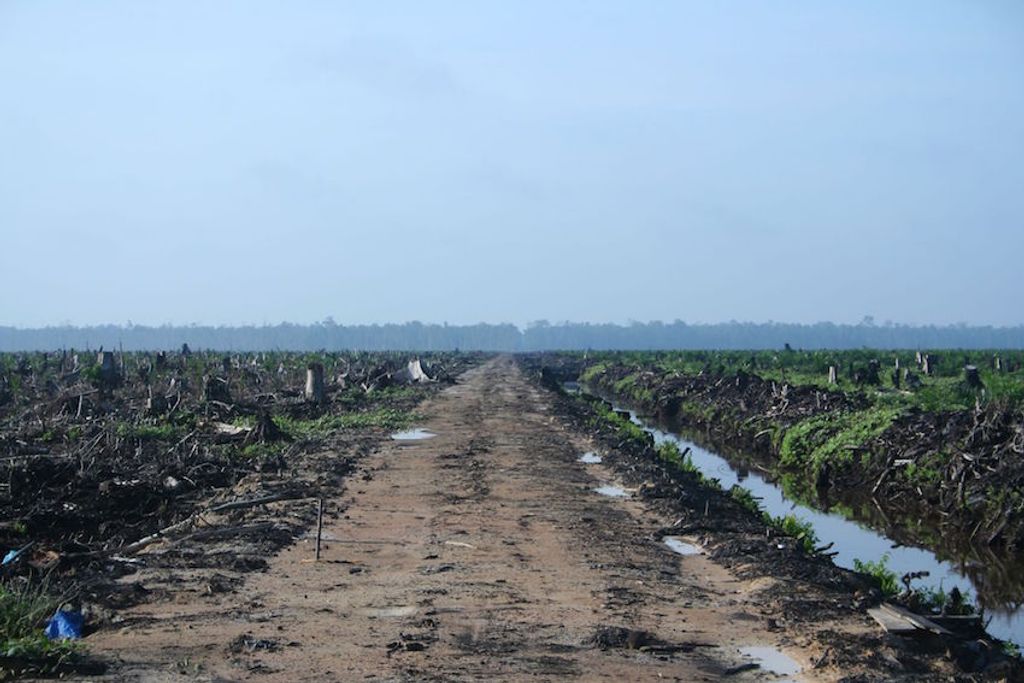 Riau_palm_oil_2007