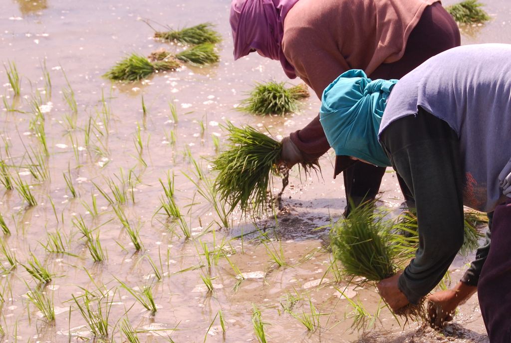 Philippines farmers