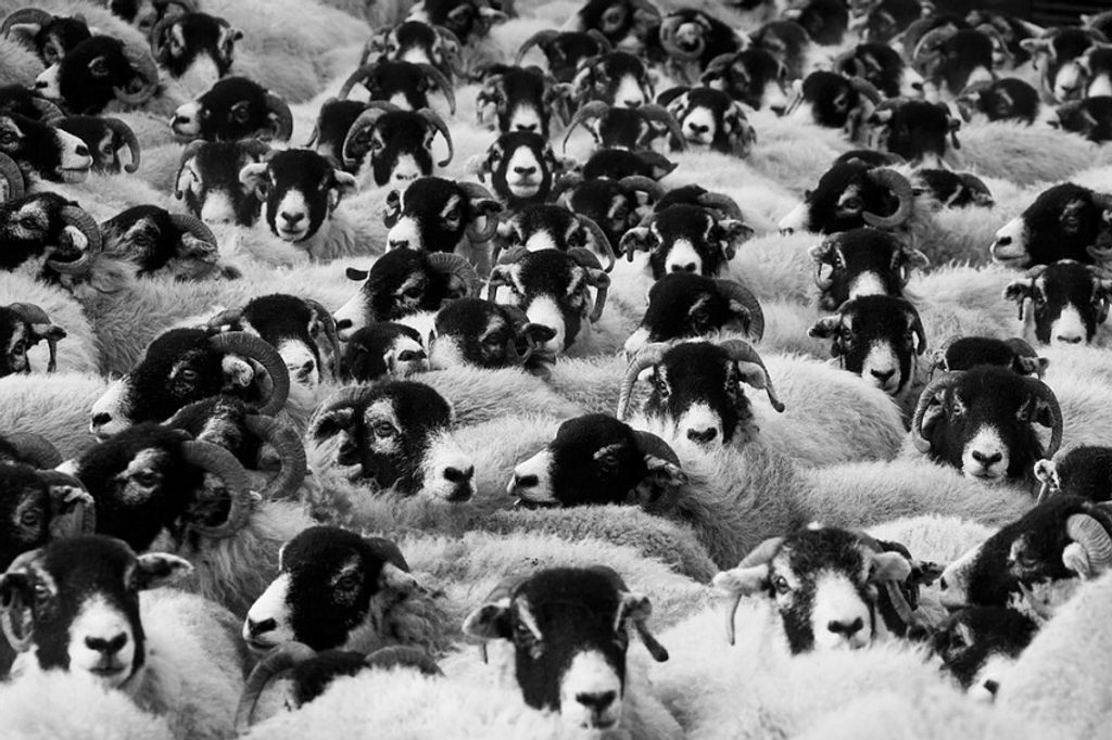 sheep-17482_960_720