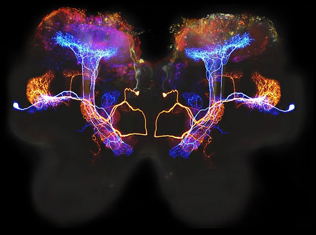 neurons