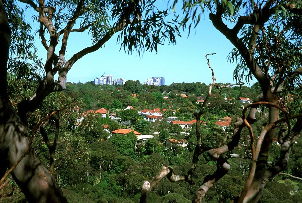 AAA City through trees