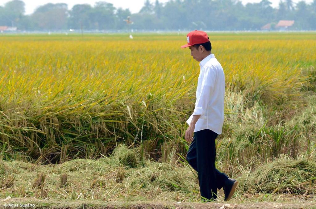 President Joko Widodo in a field