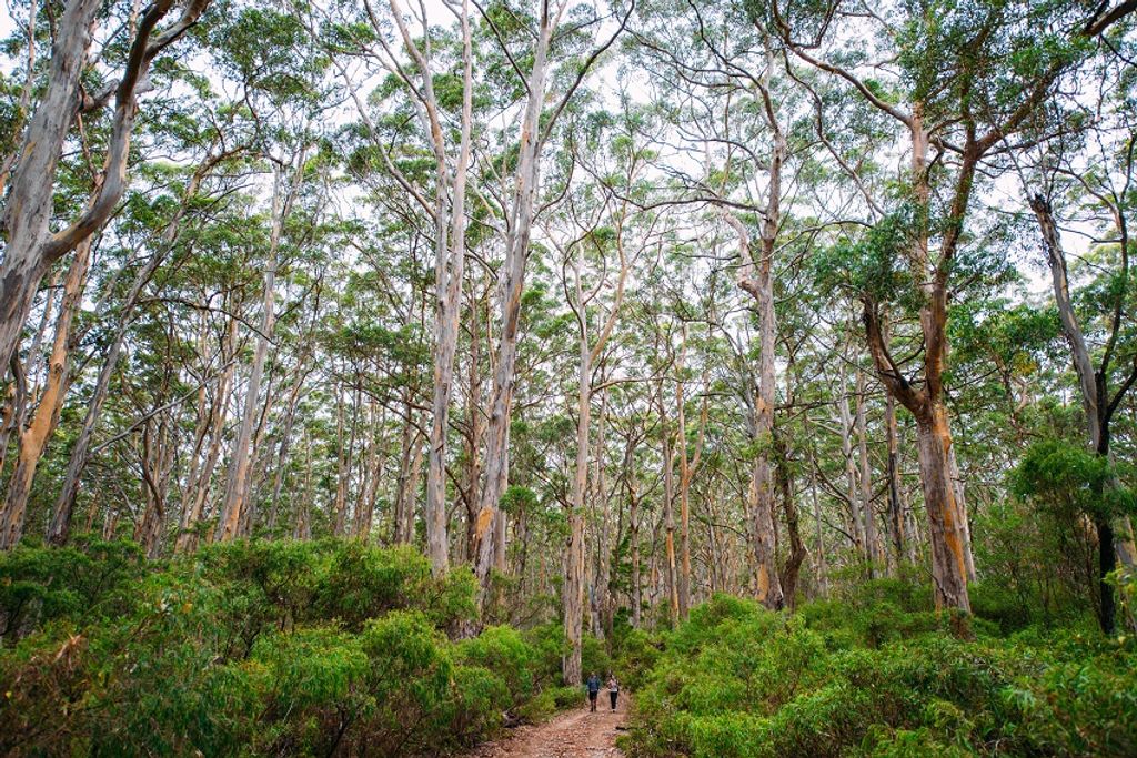 Hiking - Photo Elements Margaret River-5