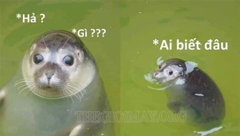 ha-ai-biet-gi-dau.jpeg